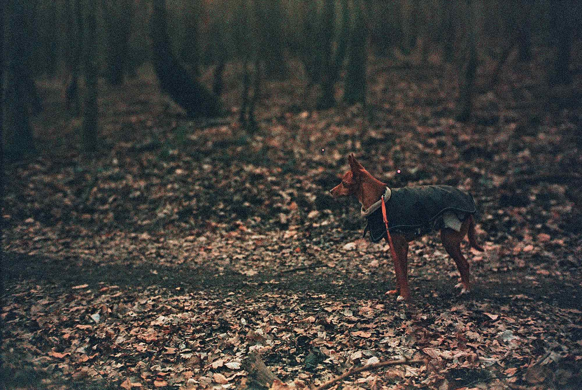 Vkl 2019 02 20 Leica CL 7Artisans Precisa cross (30)